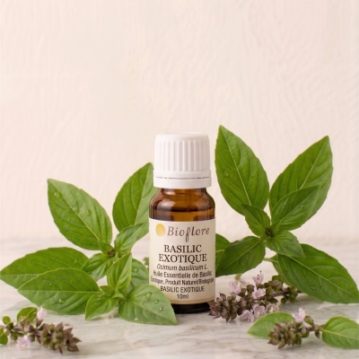 he-basilic-exotique
