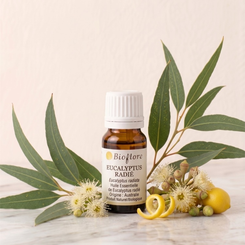 he-eucalyptus-radie